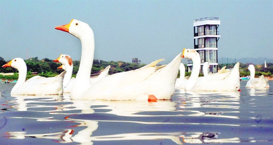 sukhna lake